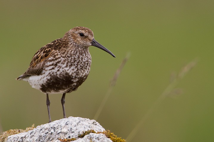 Alpenstrandlufer Calidris alpina Dunlin